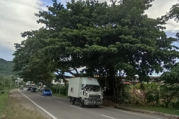 Pokok ancam keselamatan pengguna Jalan Bontoi